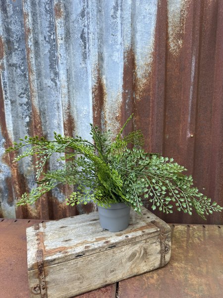 Grön Adiantum i kruka med flera spretiga blad
