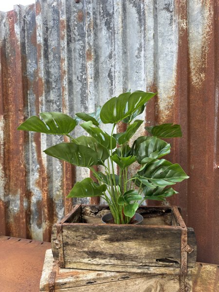 Stor grön Monstera i kruka