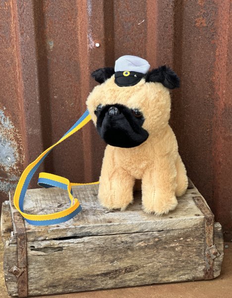 Student nalle hund med studentmössa och band