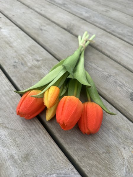 Bukett med orangea tulpaner med gröna blad