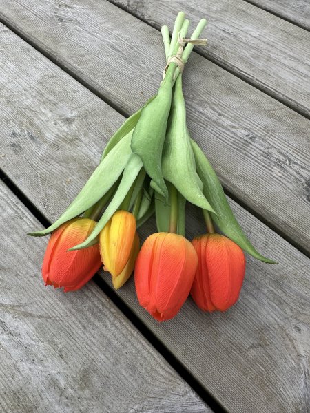 Bukett med orangea tulpaner med gröna blad