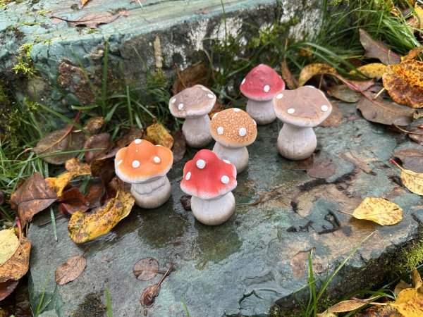 Svamp med färgad hatt att dekorera med