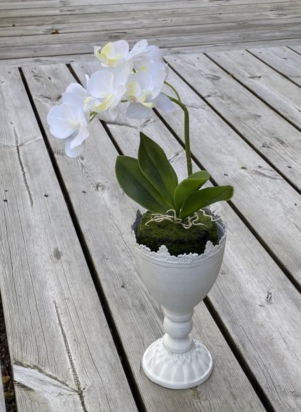 Vit Orkidé planta med mossa och flera blommor
