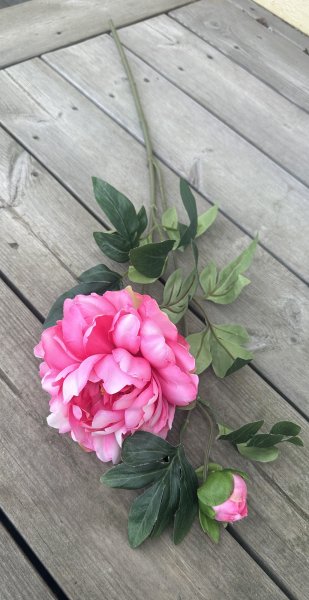 Pion kvist med blomma knopp och gröna blad