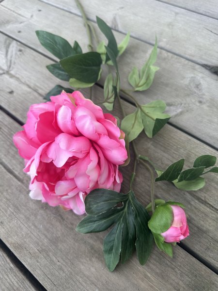 Pion kvist med blomma knopp och gröna blad