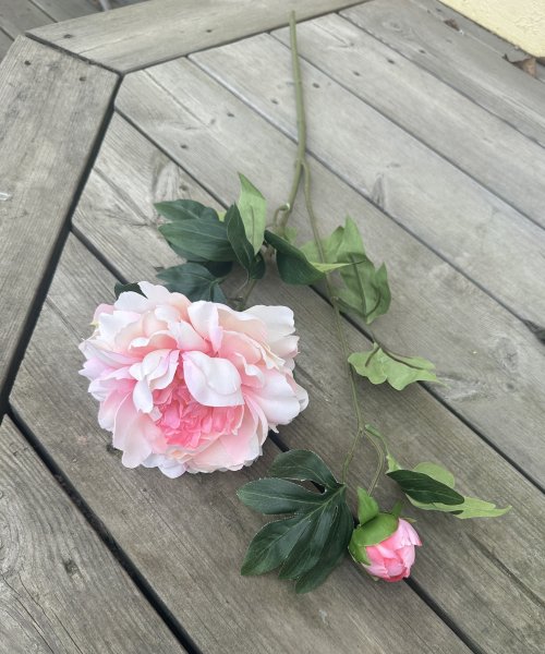 Pion kvist med blomma knopp och gröna blad