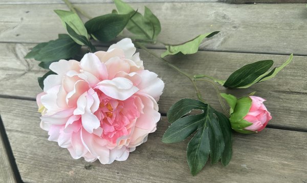 Pion kvist med blomma knopp och gröna blad