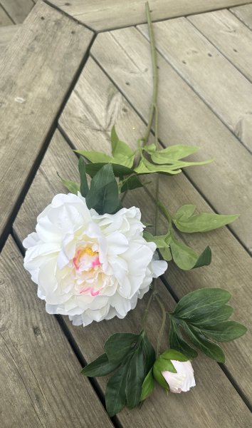 Pion kvist med blomma knopp och gröna blad