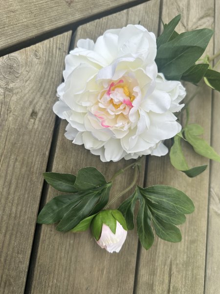 Pion kvist med blomma knopp och gröna blad