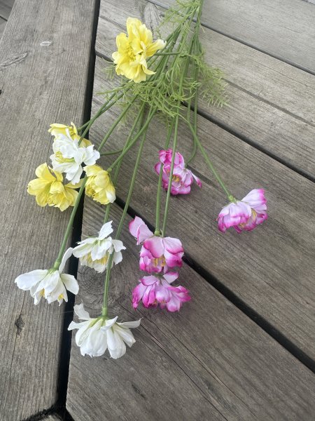 Färgglad Cosmos blomma med flera blommor och gröna blad
