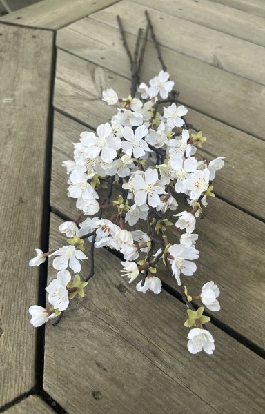 Vit gren av körsbärsblom i större med blommor och blad