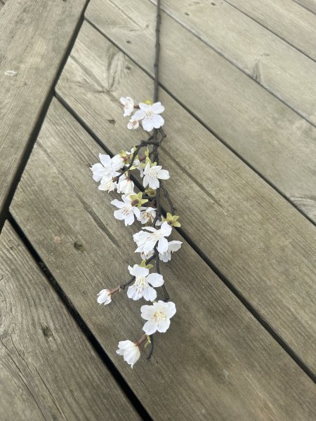 Vit gren av körsbärsblom i större med blommor och blad