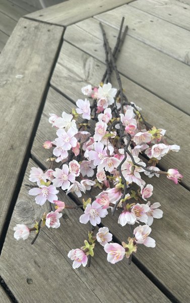 Rosa gren av körsbärsblom i större med blommor och blad