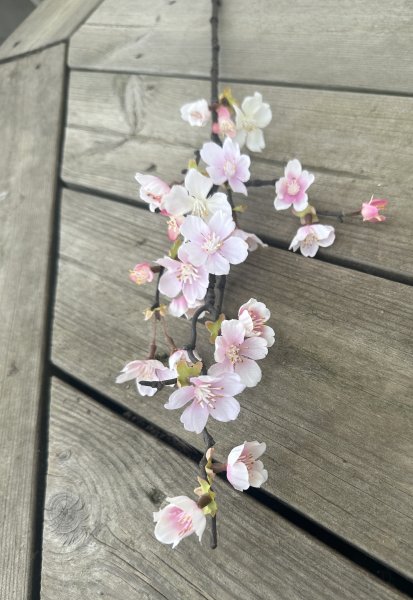 Rosa gren av körsbärsblom i större med blommor och blad