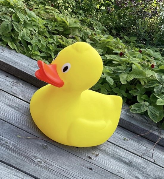 Klassisk gul anka i plast. Perfekt till bad inomhus som utomhus då ankan flyter. Men också rolig att leka med utanför badet då d