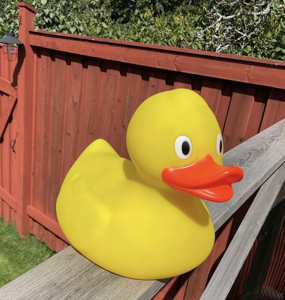 Klassisk gul anka i plast. Perfekt till bad inomhus som utomhus då ankan flyter. Men också rolig att leka med utanför badet då d