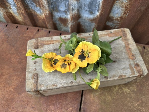 Gul Pensé bukett med flera blommor