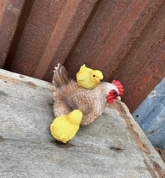 Höna med kycklingar 