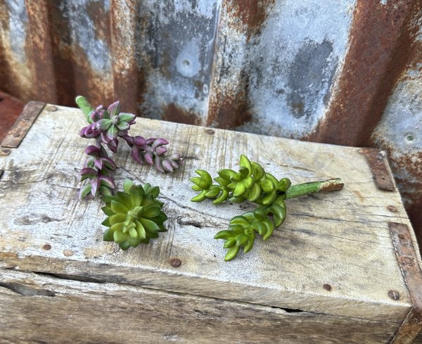Grön succulent i kvist i olika modeller