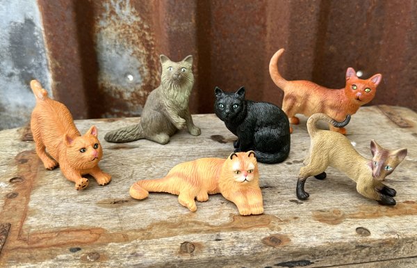 Söt mindre katt i flera olika modeller / raser