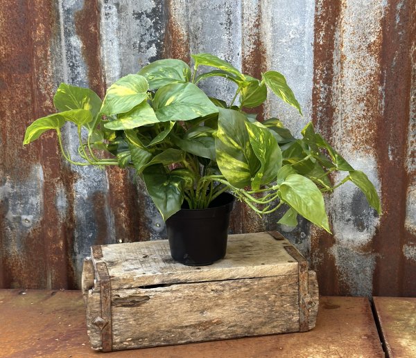 Vacker grön Pothos blomma i kruka. Med flera kraftigare blad och lätt fall. Står i en plastad innerkruka. Höjd: ca 28cm Bred