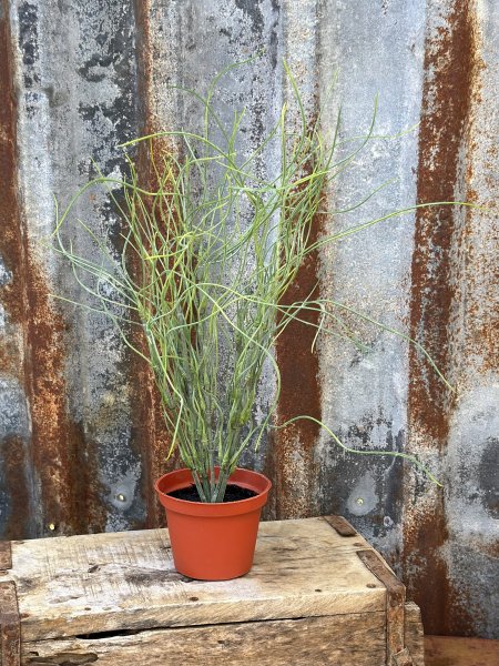 Grönt gräs i mindre kruka . Yvig modell med långa grässtrån. Står i en plastad innerkruka. Höjd: ca 33cm Krukan mäter ca 6