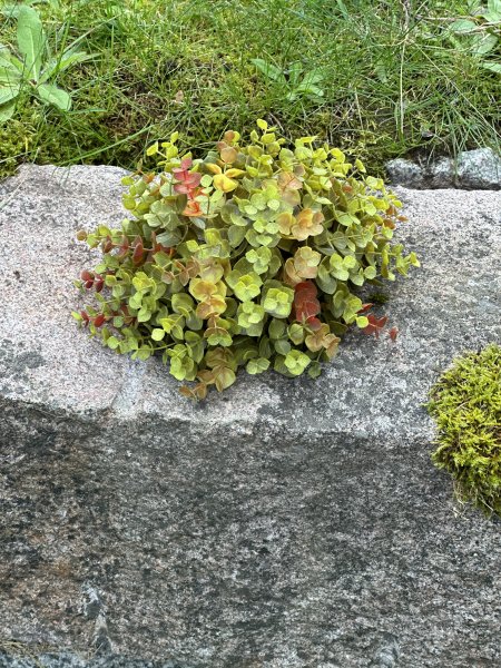 Eucalyptus tuva i vackra nyanser