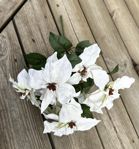 Bukett med vita julstjärnor 