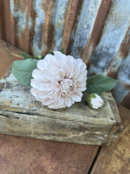 Vacker dahlia i mjuk beige nyans 