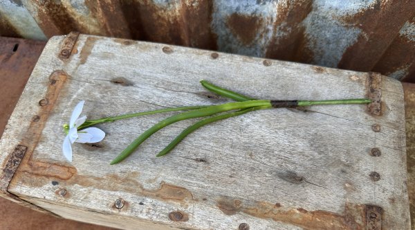 Vit snödroppe vår blomma