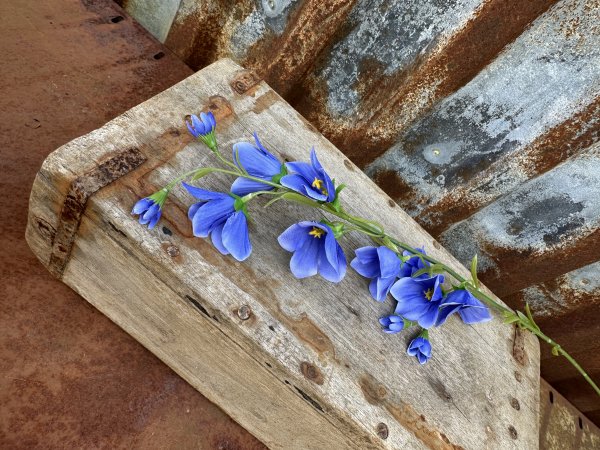 Blå blåklocka med flera blommor