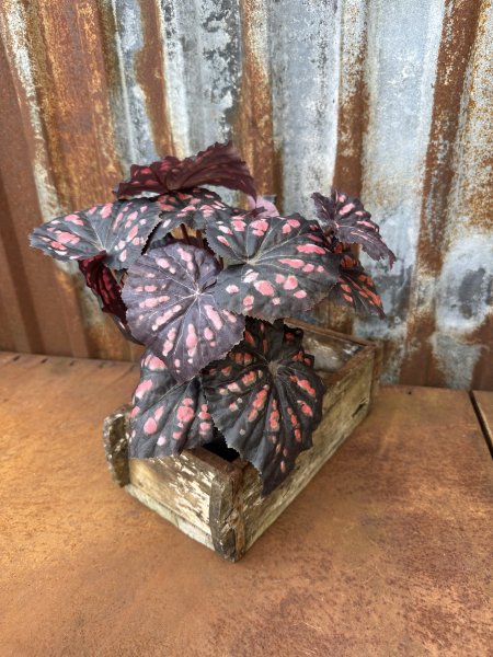 Rexbegonia i kruka med flera blad