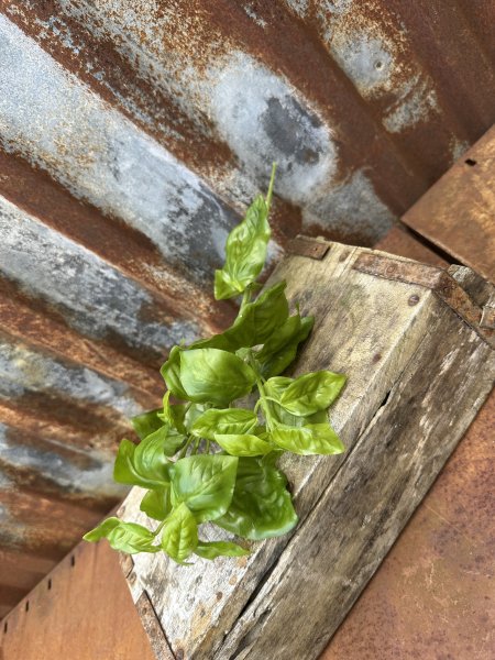 Basilika kvist att dekorera med