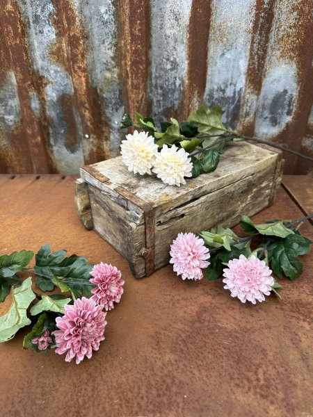 Chrysanthemum i mjuka nyanser och gröna blad 