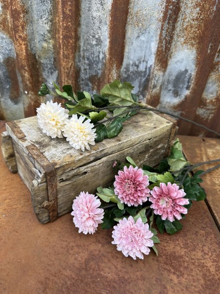 Chrysanthemum i mjuka nyanser och gröna blad 