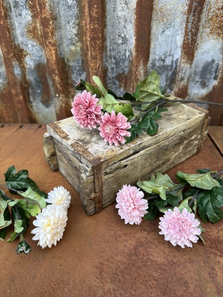 Chrysanthemum i mjuka nyanser och gröna blad 