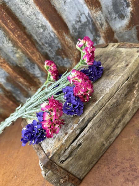 Statice blomma i rosa och blått 
