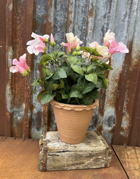 Rosa Petunia i kruka 