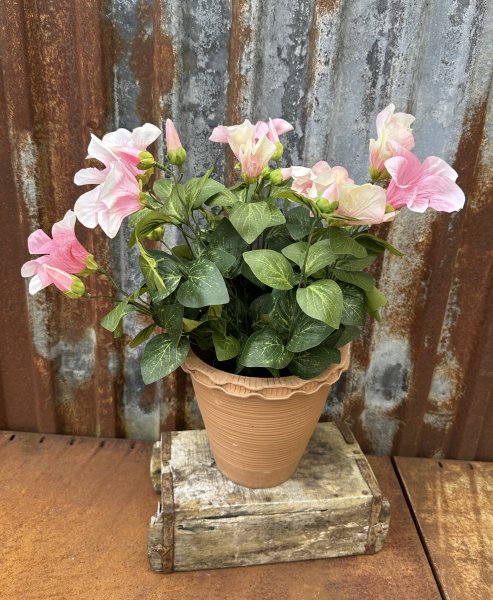 Rosa Petunia i kruka 