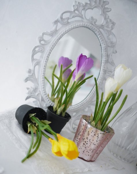 Krokus i kruka med knopp och blad