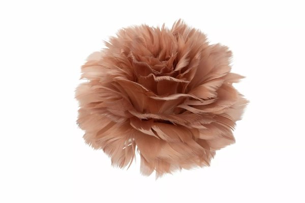 Fjäderblomma på nypa av fjädrar och dun