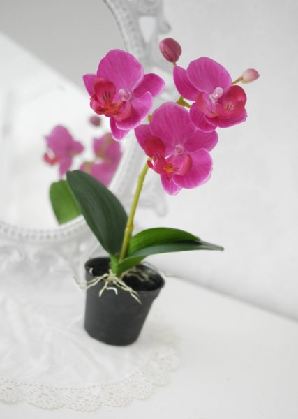Liten Phalaenopis blomma i kruka med blommor, knoppar och blad. En vacker verklighetstrogen konstblomma som står i plast kruka.