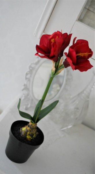 Röd amaryllis i kruka