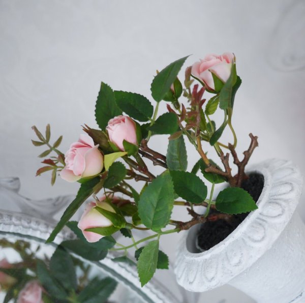 Liten buskros i kruka vit och rosa