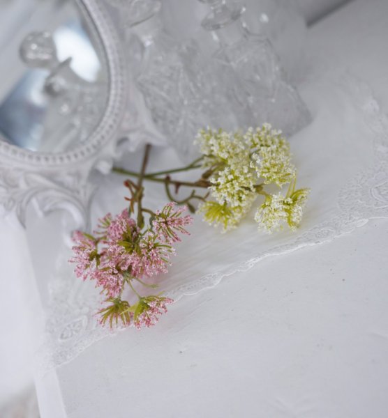 Trachelium kvist med blommor