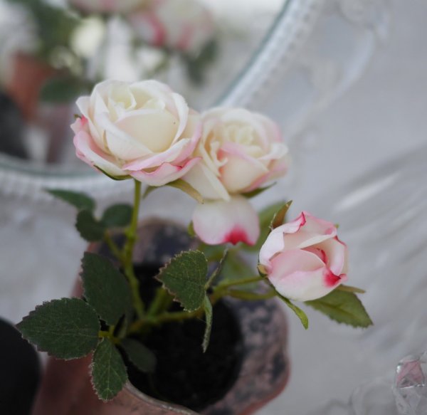 Ros "buskros"i kruka i olika nyanser