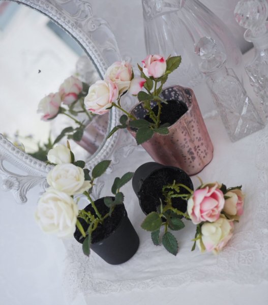 Ros "buskros"i kruka i olika nyanser