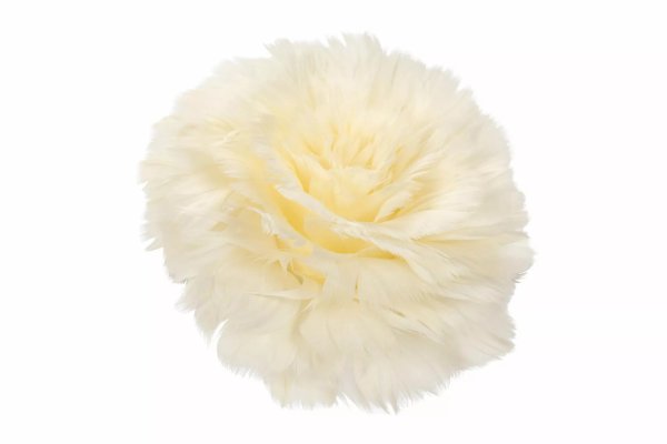 Fjäderblomma på nypa av fjädrar och dun