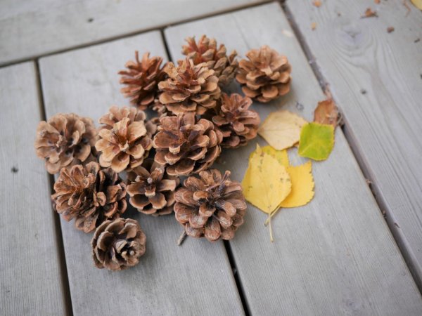 Kottar i natur material att dekorera med