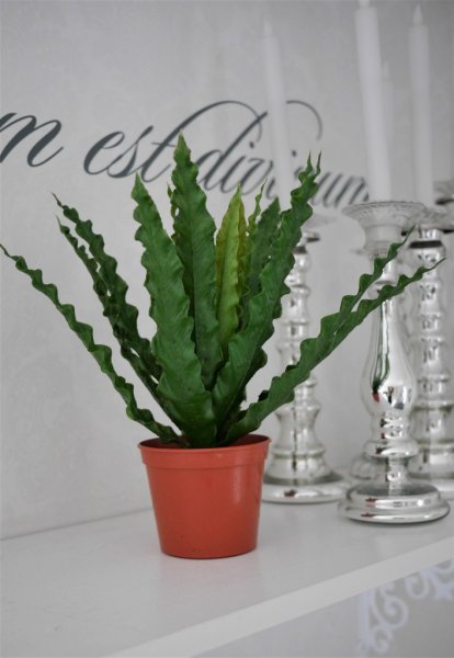 Grön Asplenium blomma i kruka